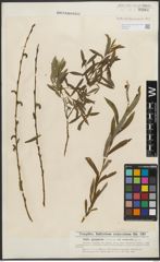 Foto von Salix purpurea L.